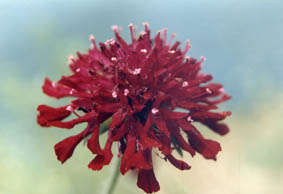Knautia macedonica